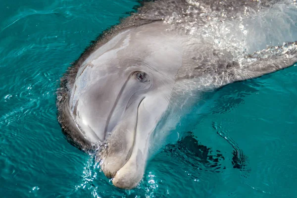 stock image The yong Bottlenose dolphin is swimming in red sea