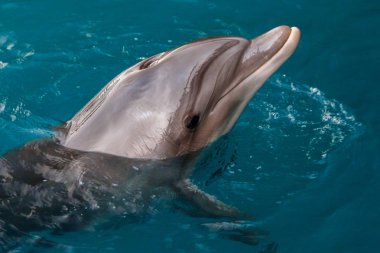 Yong şişe burunlu yunus kızıl denizde yüzüyor