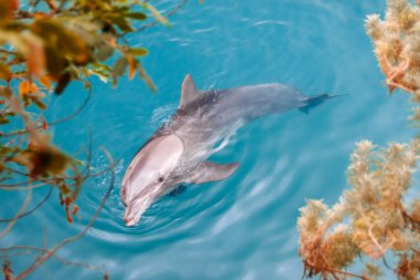 The yong Bottlenose dolphin is swimming in red sea clipart