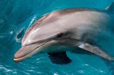 Yong şişe burunlu yunus kızıl denizde yüzüyor