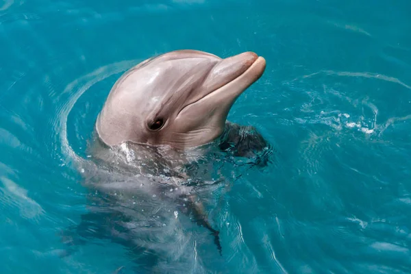 Le yong dauphin Bottlenose nage en mer rouge — Photo