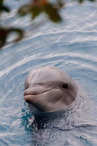 Йонг Буттленоз дельфин плавает в красном море — стоковое фото