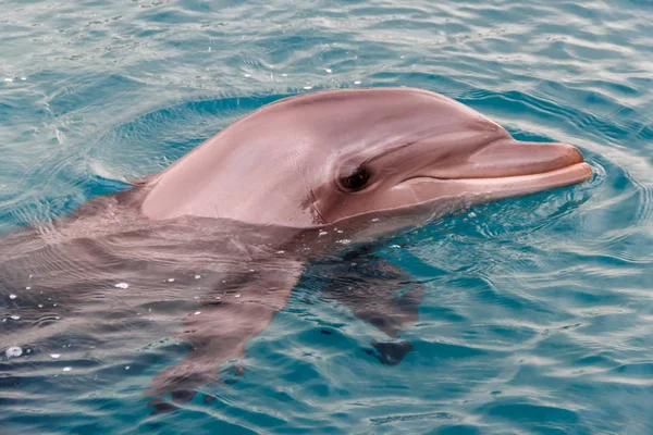 Le yong dauphin Bottlenose nage en mer rouge — Photo