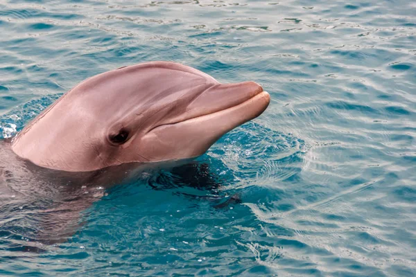 Йонг Буттленоз дельфин плавает в красном море — стоковое фото
