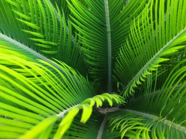 Beyaz arkaplanda yeşil palmiye yaprağı