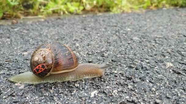 Soldat scarabée monte sur l'escargot dans le temps en gros plan. Nature réelle 