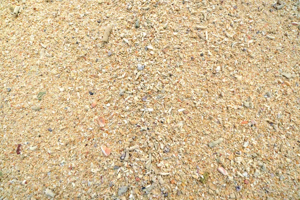 サンゴ石シェル スティックと浜辺の砂 — ストック写真