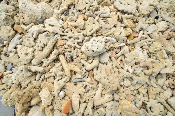 Corals stones shells sticks and sand on the beach