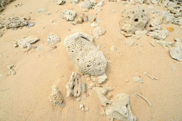 Corals stones shells sticks and sand on the beach