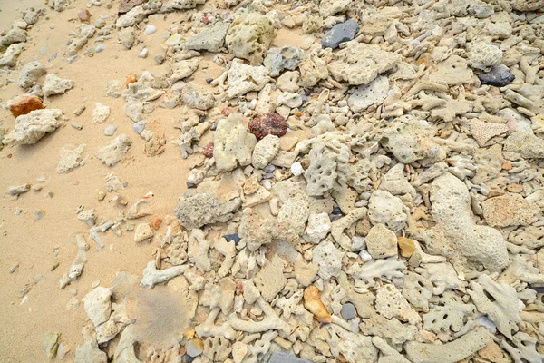 Corals stones shells sticks and sand on the beach