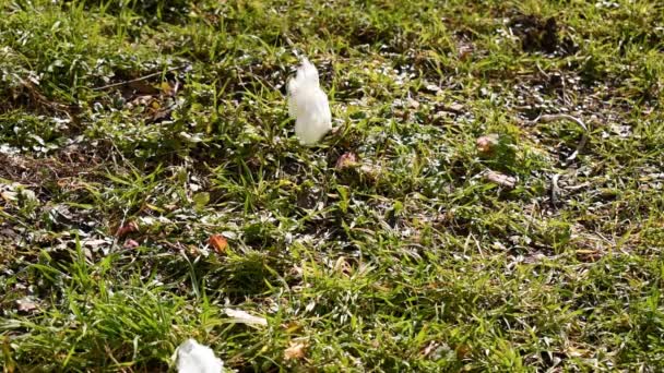 La basura en la naturaleza . — Vídeos de Stock