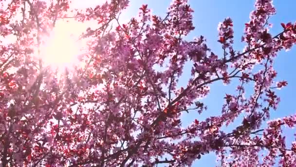 春の風に実を咲かせます 枝の間の明るい日 青空を背景に — ストック動画