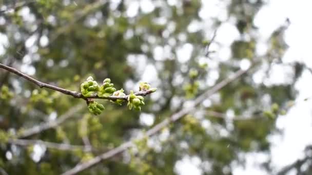 Floreciente rama de cerezo en una tormenta de nieve en primavera . — Vídeos de Stock