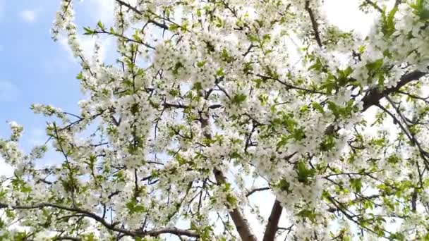 春の風と桜の木の開花. — ストック動画