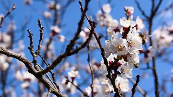 Fleurs d'arbres fruitiers avec des abeilles volantes, au ralenti . — Video