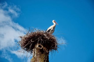 Leylek yüksek bir ayağı üzerinde bir yuvaya oturur.