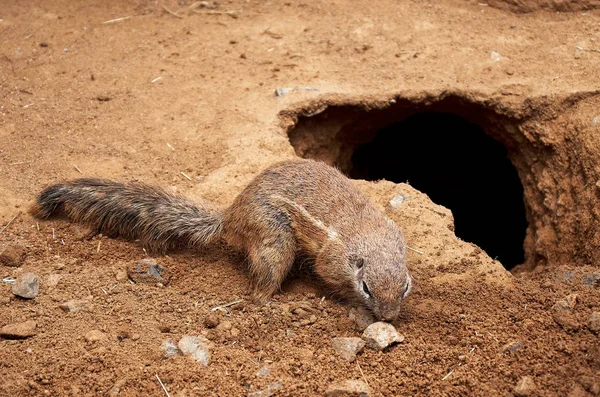 捷克共和国 布拉格 布拉格动物园 地面松鼠 — 图库照片