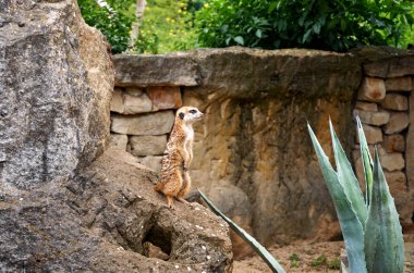 Çek Cumhuriyeti. Prag. Prag Hayvanat Bahçesi. Fundalıklardır. 12 Haziran 2016