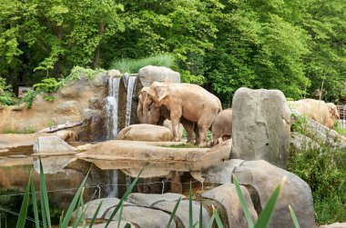 Çek Cumhuriyeti. Prag. Prag Hayvanat Bahçesi. Fil ve şelale. 12 Haziran 2016