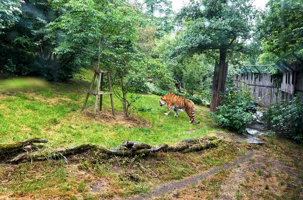 Czech Republic Prague Prague Zoo Tiger June 2016 — Stock Photo, Image