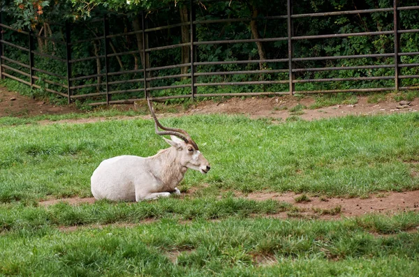 Koza Leżąc Trawie — Zdjęcie stockowe