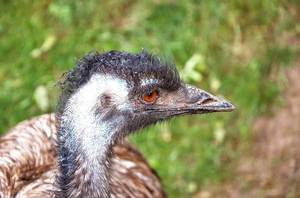 Head Ostrich — Stock Photo, Image