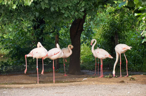 Cinco Flamingos Cor Rosa Debaixo Árvore — Fotografia de Stock