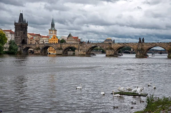 Cisnes Río Moldava Fondo Puente Carlos — Foto de Stock