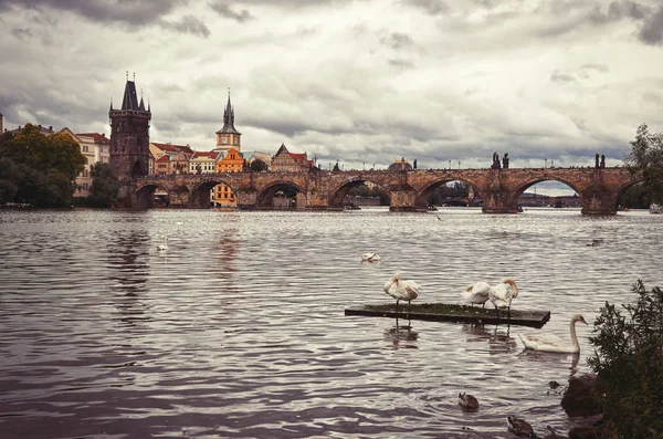 Cisnes Río Moldava Fondo Puente Carlos — Foto de Stock