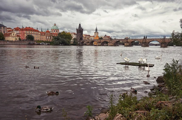 Cygnes Sur Rivière Vltava Arrière Plan Pont Charles — Photo