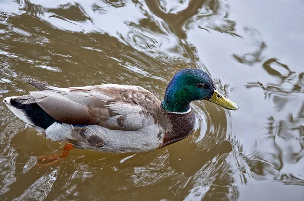 Pato Rio Vltava Praga — Fotografia de Stock