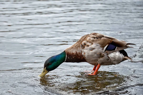 Pato Rio Vltava Praga — Fotografia de Stock