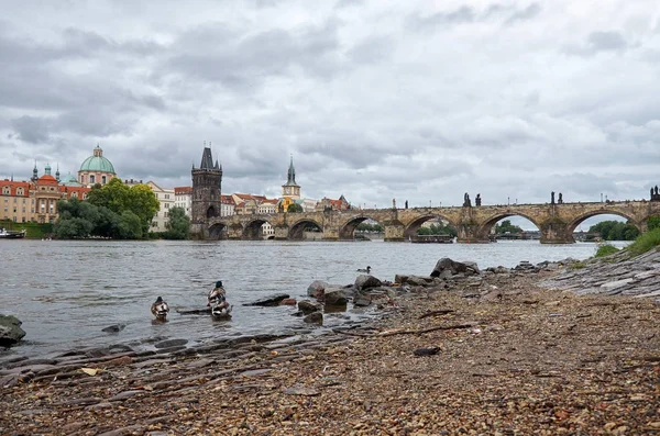 Canards Sur Rivière Vltava Arrière Plan Pont Charles — Photo