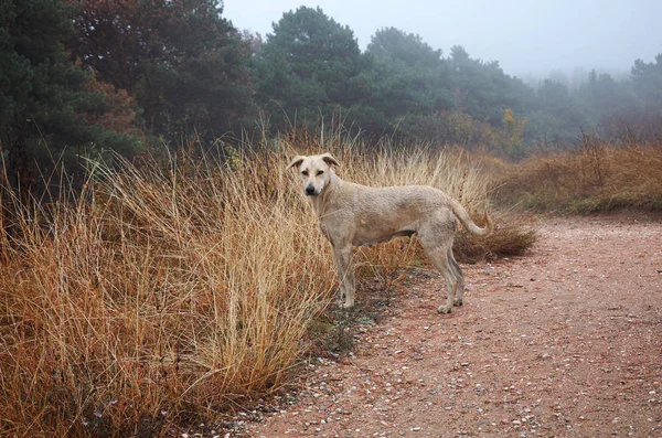 秋の野生の森林の背景に明るい色の犬 — ストック写真