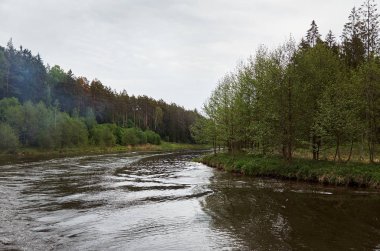 Bir orman arka planda bir nehir. Yeşil ağaçlar.
