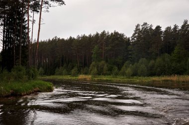 Bir orman arka planda bir nehir. Yeşil ağaçlar.