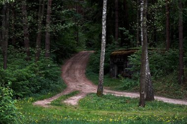 Yeşil orman yol gider.
