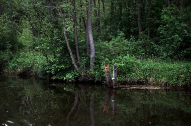 Bir orman arka planda bir nehir. Yeşil ağaçlar.
