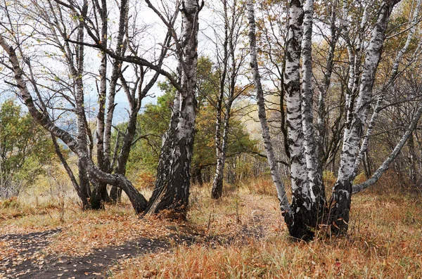 Podzimní Přírody Stromy Žluté Listy — Stock fotografie