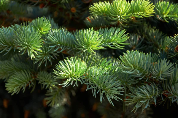 Green Branches Pine Green Needles — Stock Photo, Image