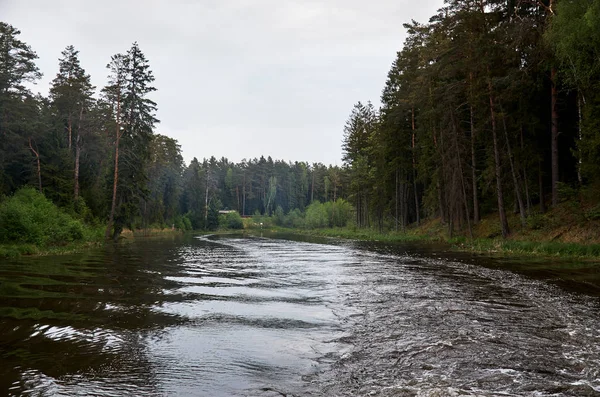 Річка Фоні Лісу Зелені Дерева — стокове фото