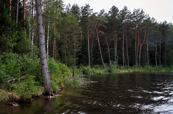 Fiume Sullo Sfondo Una Foresta Alberi Verdi — Foto Stock