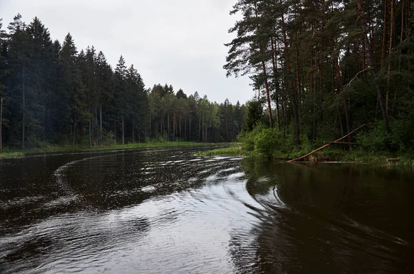 Fiume Sullo Sfondo Una Foresta Alberi Verdi — Foto Stock