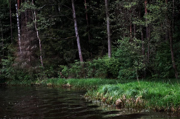 Řeka Pozadí Lesa Zelené Stromy — Stock fotografie