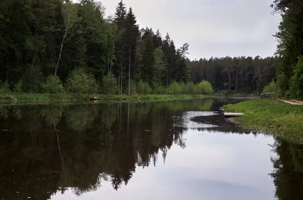 River Background Forest Green Trees — Stock Photo, Image