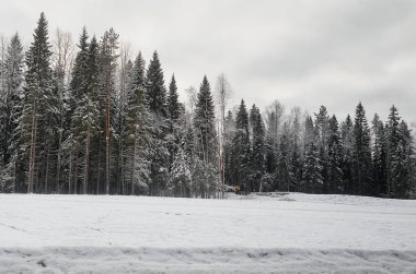 Rusya. Karelya. Kış Karelya ormanlarda. Ağaçlar karda.