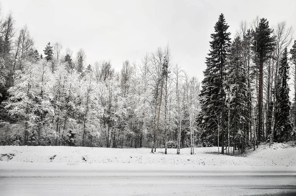 Rusko Karélie Karelské Lesy Zimě Stromy Sněhu — Stock fotografie