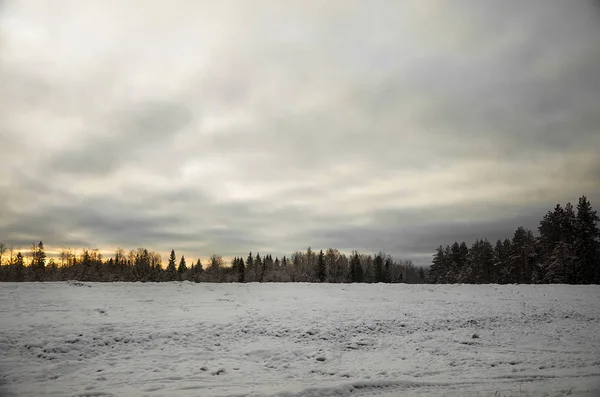 Rusko Karélie Karelské Lesy Zimě Stromy Sněhu — Stock fotografie