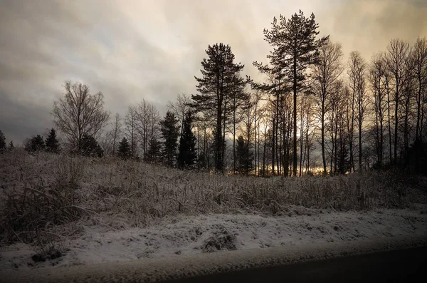 Rusya. Karelya. Kış Karelya ormanlarda. Ağaçlar karda.
