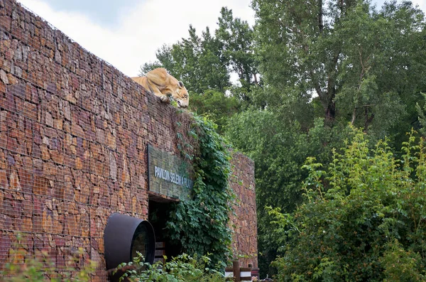 Cseh Köztársaság Prága Ábrán Egy Tigris Magassága Ház Tető Keres — Stock Fotó